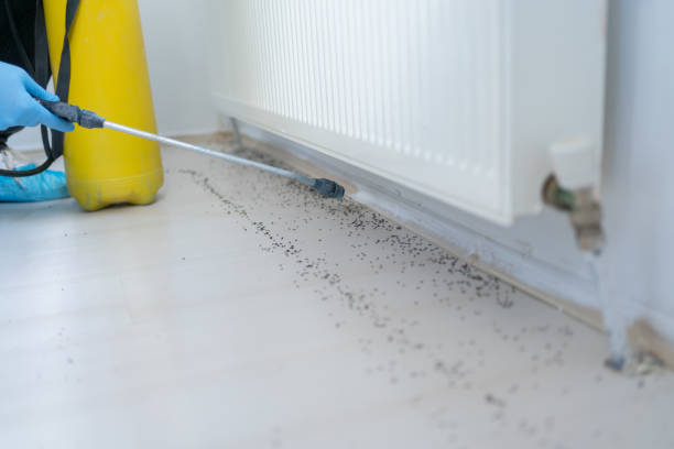 Best Insect Control  in South Vacherie, LA